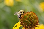 Blomma pollineras av bi