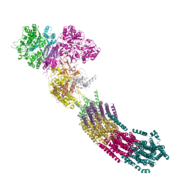 NADH deshidrogenasa de Thermus thermophilus