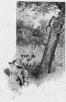 Räfven och katten; En räv blir jagad av fyra hundar.