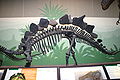 Stegosaurus stenops (Giovanni Dall'Orto)