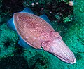 Thumbnail for Pharaoh cuttlefish