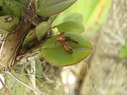 Acianthera agathophylla 02. 
 JPG