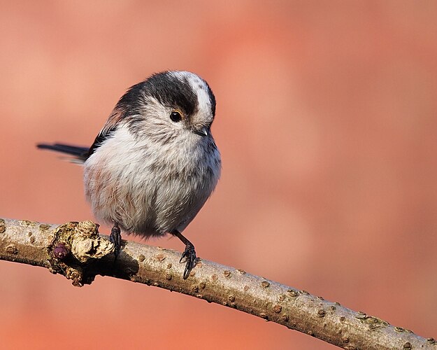 Длиннохвостая синица (Aegithalos caudatus)