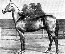 Photo en noir et blanc représentant un cheval de profil dans la cour d'une écurie.