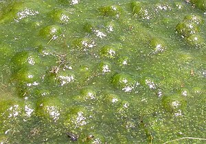 A solid mass of floating algae. The bubbles ar...