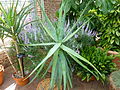 Aloe castanea