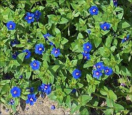 מרגנית השדה Anagallis arvensis לתמונות נוספות: עין התכלת