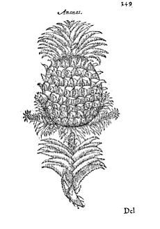 Ananas fra Tractado de las drogas, y medicinas de las Indias Orientales, Burgos 1578