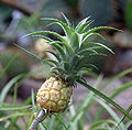 Ananas nanus 20060514-2.jpg