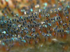 The spawn (eggs) of a clownfish. The black spots are the developing eyes. Anemone Fish Eggs.jpg