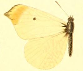 Anthocharis limonea