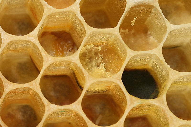 File:Apis mellifera carnica comb.jpg