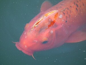 A koi, a domesticated carp bred in Japan for its ornamental value in gardens and ponds