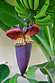 Kwiatostan bananowca (uprawy na wyspie La Palma w archipelagu Wysp Kanaryjskich)