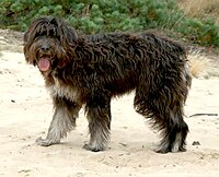 Barbado da Terceira (young female).jpg