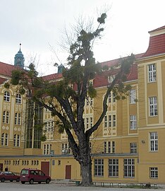 Second silver maple, Bydgoszcz Natural monument