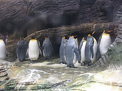 Le manchot royal dans son parc réfrigéré