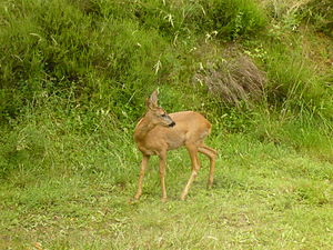 Culoarea bubalină a căprioarei (Capreolus capreolus)