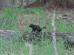 Black squirrel in 2016