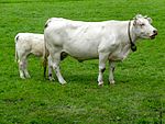 photo couleur d'une vache blanche avec son veau. Les cornes sont courtes en croissant et le mufle rosé. La silhouette est musclée et la mamelle petite.