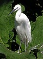 Bristol.zoo.little.egret.2.arp.jpg