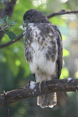 Hawaiibuizerd