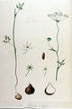 Carum bulbocastanum - Flora Batava - Volume v11. jpg