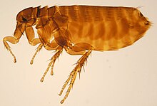 Ceratophyllus gallinae female ZSM.jpg