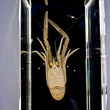 Cervimunida princeps (Squat lobster).jpg