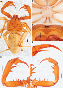 Description de l'image Charinus elegans (10.5852-ejt.2021.772.1505) Figure 96.png.