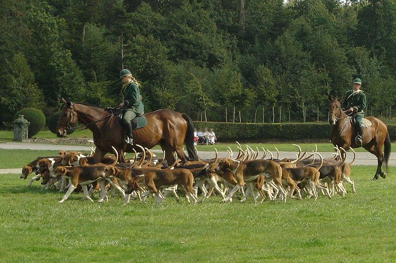 A French staghound pack moving off.