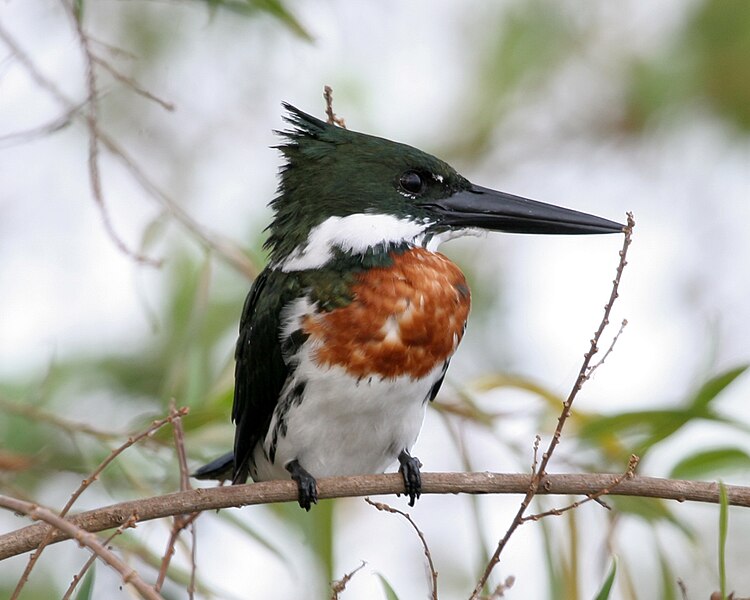 Ficheiro:Chloroceryle amazona - male.jpg