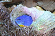Damselfish are substrate spawners. This one keeps her spawn in a gastropod shell Chrysiptera hemicyanea 3.jpg