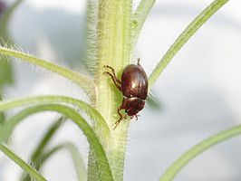 Roodbruine goudhaan