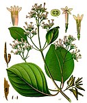 Cinchona pubescens — Хинное дерево пушистое