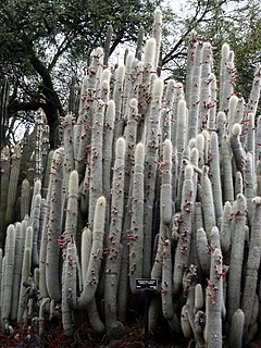 Description de l'image Cleistocactus strausii Woolly Torch, Huntington Desert Garden.jpg.