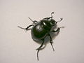 Coleoptera, Scarabaeoidea