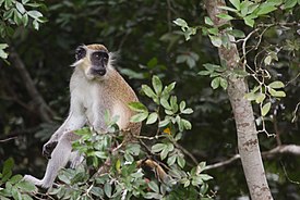 コモエ国立公園のミドリザル