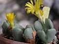 Conophytum taylorianum var. ernianum