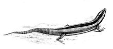 Miniatura para Gerrhosauridae