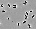 Miniatura para Corynebacterium glutamicum