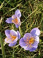 Crocus speciosus