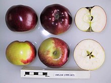 Поперечный разрез Обелиска, Национальная коллекция фруктов (согласно 1999-027) .jpg