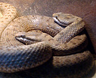 Crotalus pricei.jpg