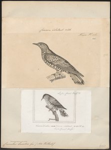 Iconographia Zoologica, 18. či 19. století