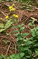 Österreichische Gamswurz (Doronicum austriacum)