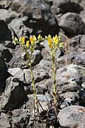 Flowering in habitat