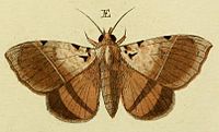 E-Serrodes partita (Fabricius, 1775) - (Phalaena Inara).jpg