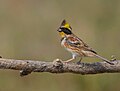 Yellow-throated bunting