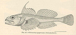 Chitonotus pugetensis